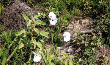 1.74 acres in Hardin County