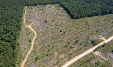 20 acres in Tyler County