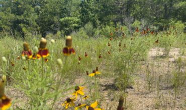 24.02 acres in Tyler County