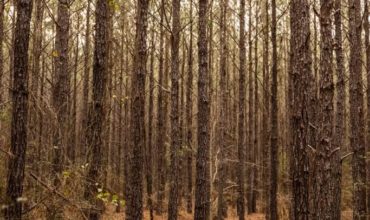 Trinity County 26 acres