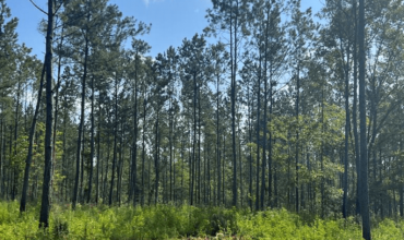 Angel Pines – Lot 1