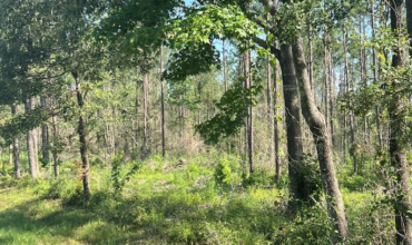 Angel Pines – Lot 2