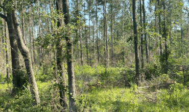 Angel Pines – Lot 3