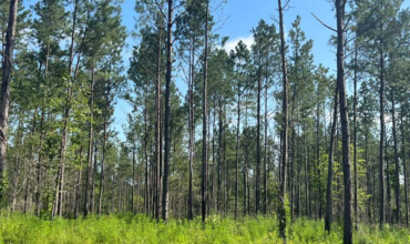 Angel Pines – Lot 7