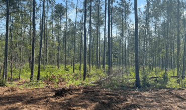 Angel Pines – Lot 8